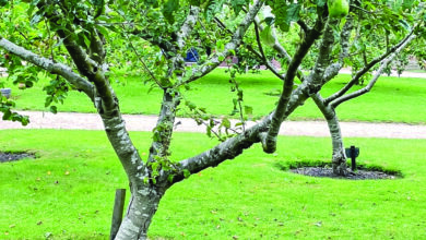 9 Pohon Buah yang Aman Dekat Sumur, Akar Lebih Terkendali dan Tetap Produktif