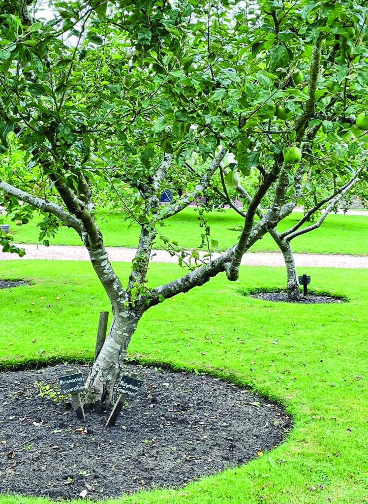 9 Pohon Buah yang Aman Dekat Sumur, Akar Lebih Terkendali dan Tetap Produktif