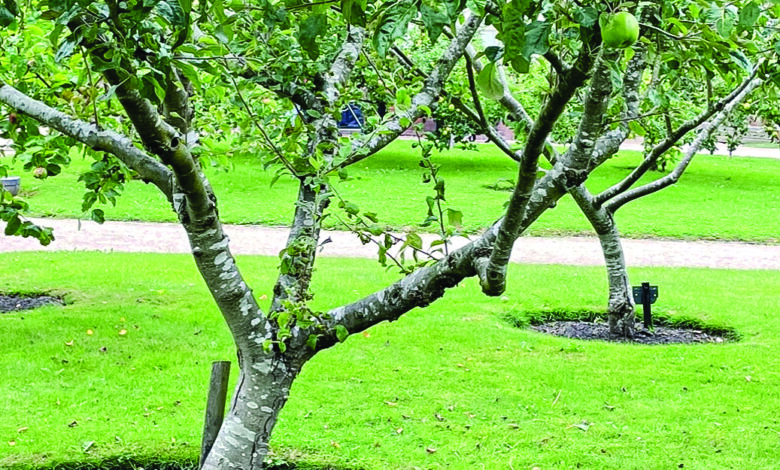 9 Pohon Buah yang Aman Dekat Sumur, Akar Lebih Terkendali dan Tetap Produktif