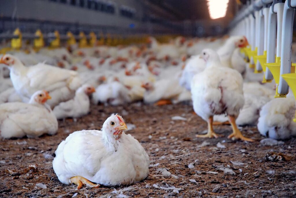 Harga Ayam di Kandang Jauh di Bawah HPP, Peternak Broiler Menanggung Rugi Besar