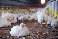 Harga Ayam di Kandang Jauh di Bawah HPP, Peternak Broiler Menanggung Rugi Besar