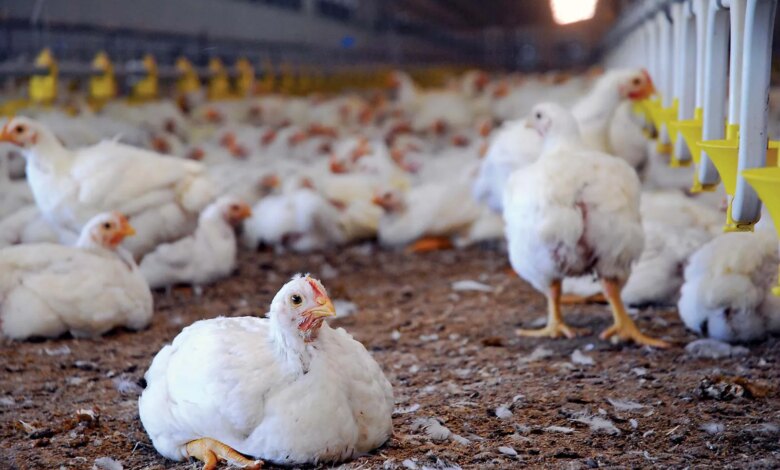 Harga Ayam di Kandang Jauh di Bawah HPP, Peternak Broiler Menanggung Rugi Besar
