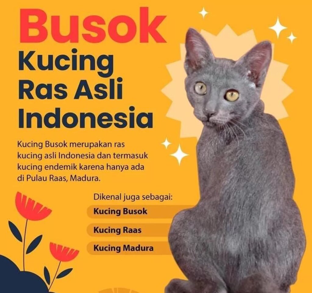 Kucing Busok Raas Diakui Dunia, Wajah Juteknya Menyimpan Kisah yang Jarang Diketahui