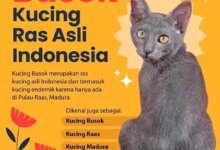 Kucing Busok Raas Diakui Dunia, Wajah Juteknya Menyimpan Kisah yang Jarang Diketahui