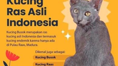 Kucing Busok Raas Diakui Dunia, Wajah Juteknya Menyimpan Kisah yang Jarang Diketahui