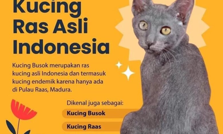 Kucing Busok Raas Diakui Dunia, Wajah Juteknya Menyimpan Kisah yang Jarang Diketahui