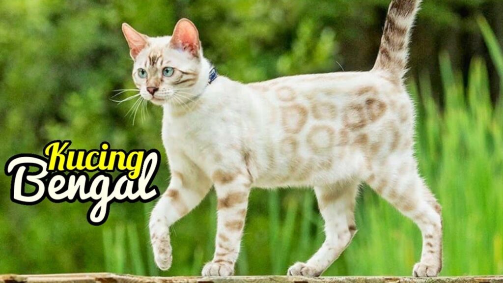 Kucing Bengal yang Tampak Liar, Ternyata Lahir dari Kontroversi Persilangan