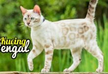 Kucing Bengal yang Tampak Liar, Ternyata Lahir dari Kontroversi Persilangan