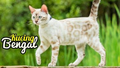 Kucing Bengal yang Tampak Liar, Ternyata Lahir dari Kontroversi Persilangan