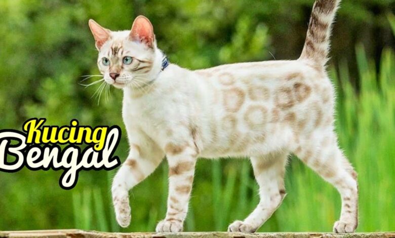 Kucing Bengal yang Tampak Liar, Ternyata Lahir dari Kontroversi Persilangan