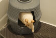 4 Fakta Ilmiah di Balik Kucing Mengubur Kotoran, Ternyata Bukan Sekadar Bersih
