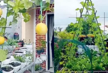 10 Bumbu Dapur yang Tetap Subur Saat Kemarau, Kebun Rumah Bisa Panen Terus