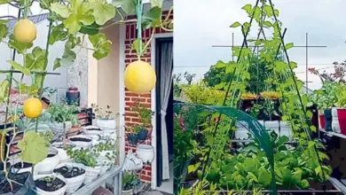 10 Bumbu Dapur yang Tetap Subur Saat Kemarau, Kebun Rumah Bisa Panen Terus