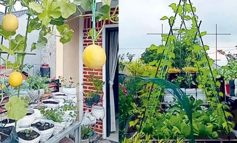 10 Bumbu Dapur yang Tetap Subur Saat Kemarau, Kebun Rumah Bisa Panen Terus