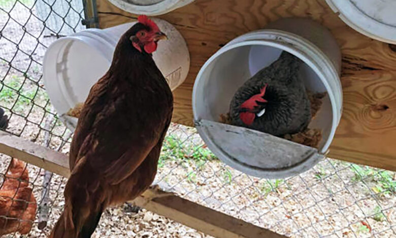 7 Cara Galon Bekas Bisa Jadi Sarang Telur Ayam yang Nyaman dan Hemat