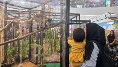 350 Satwa Gembira Loka Hadir di The Park Semarang, Libur Sekolah Jadi Kelas Konservasi