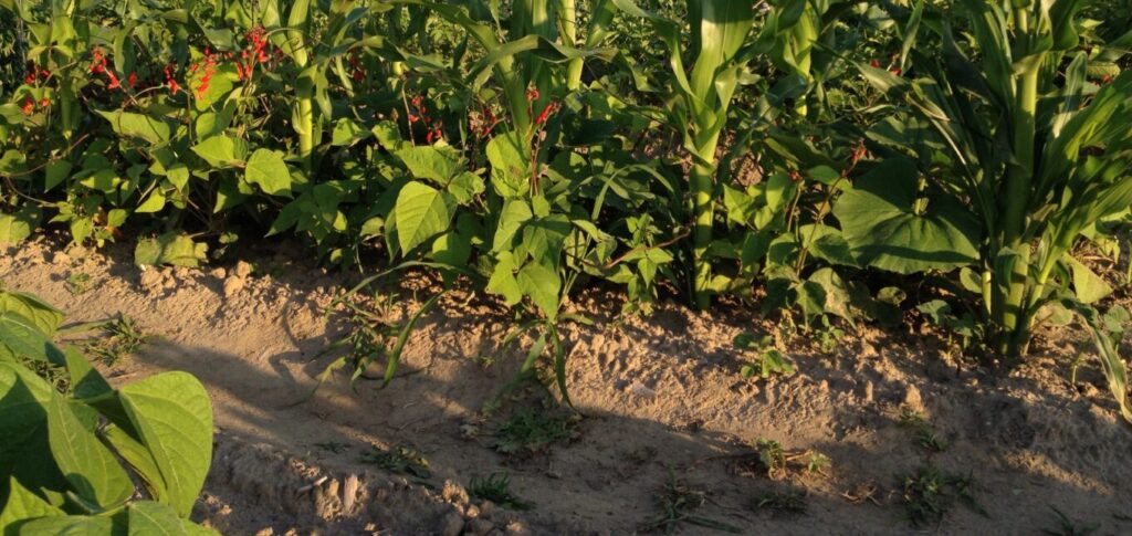 Tumpang Sari Kacang Merah dan Jagung, Cara Petani Memanen 2 Komoditas di 1 Lahan