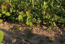 Tumpang Sari Kacang Merah dan Jagung, Cara Petani Memanen 2 Komoditas di 1 Lahan