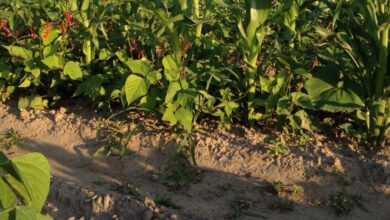 Tumpang Sari Kacang Merah dan Jagung, Cara Petani Memanen 2 Komoditas di 1 Lahan