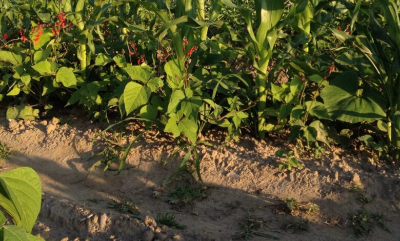 Tumpang Sari Kacang Merah dan Jagung, Cara Petani Memanen 2 Komoditas di 1 Lahan