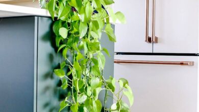 5 Tanaman Ini Bikin Rumah Lebih Harum dan Tenang, Perawatannya Juga Mudah