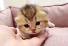 Mata Anak Kucing Tak Serentak Terbuka, Ini Tanda yang Harus Dipantau