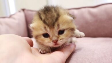 Mata Anak Kucing Tak Serentak Terbuka, Ini Tanda yang Harus Dipantau