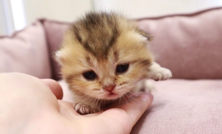 Mata Anak Kucing Tak Serentak Terbuka, Ini Tanda yang Harus Dipantau