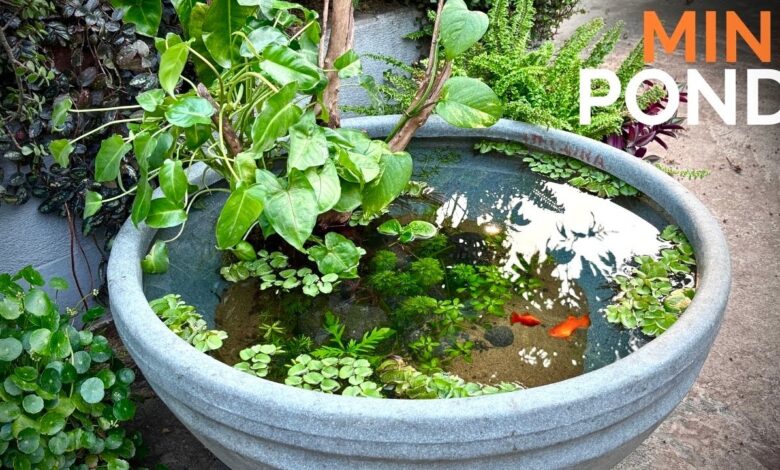 5 Ikan Budikdamber yang Masih Bisa Dipanen dari Pekarangan Sempit, Modal Ember Saja