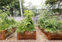 6 Prompt Gemini AI untuk Foto Berkebun yang Terlihat Hangat dan Hidup