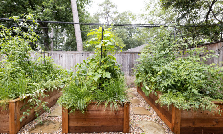 6 Prompt Gemini AI untuk Foto Berkebun yang Terlihat Hangat dan Hidup