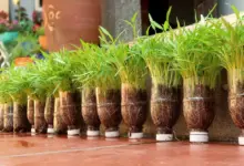 Kangkung Bisa Dipanen 2 Minggu, Cara Paling Mudah Menanam Sayur di Rumah