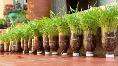 Kangkung Bisa Dipanen 2 Minggu, Cara Paling Mudah Menanam Sayur di Rumah