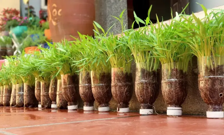Kangkung Bisa Dipanen 2 Minggu, Cara Paling Mudah Menanam Sayur di Rumah