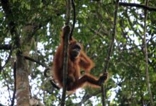 58 Orangutan Tapanuli Tewas Seketika, Topan Senyar Memukul Habitatnya