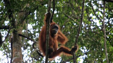 58 Orangutan Tapanuli Tewas Seketika, Topan Senyar Memukul Habitatnya