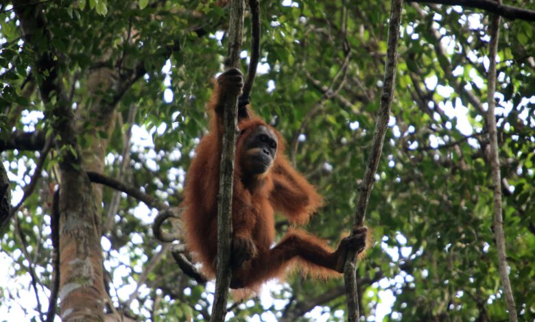 58 Orangutan Tapanuli Tewas Seketika, Topan Senyar Memukul Habitatnya