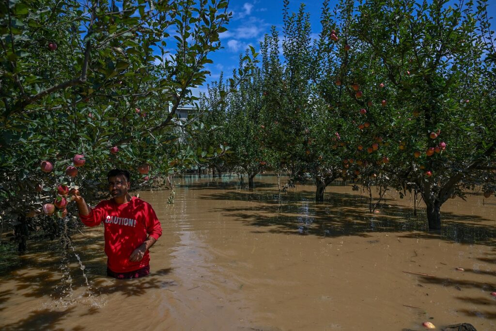 15 Pohon Buah Ini Ternyata Bisa Hidup di Sawah Tergenang, Petani Bisa Tambah Untung