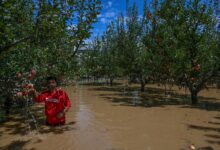 15 Pohon Buah Ini Ternyata Bisa Hidup di Sawah Tergenang, Petani Bisa Tambah Untung