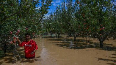15 Pohon Buah Ini Ternyata Bisa Hidup di Sawah Tergenang, Petani Bisa Tambah Untung