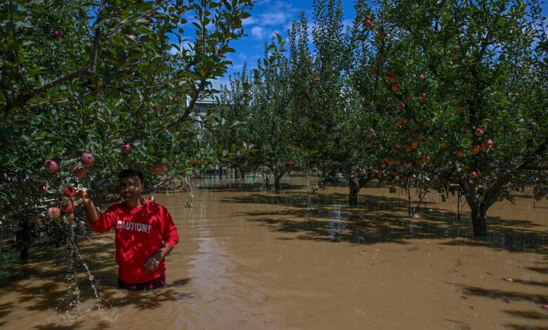 15 Pohon Buah Ini Ternyata Bisa Hidup di Sawah Tergenang, Petani Bisa Tambah Untung