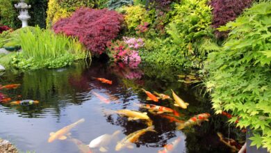 7 Inspirasi Kolam Ikan Dangkal, Tetap Aman untuk Rumah dengan Balita