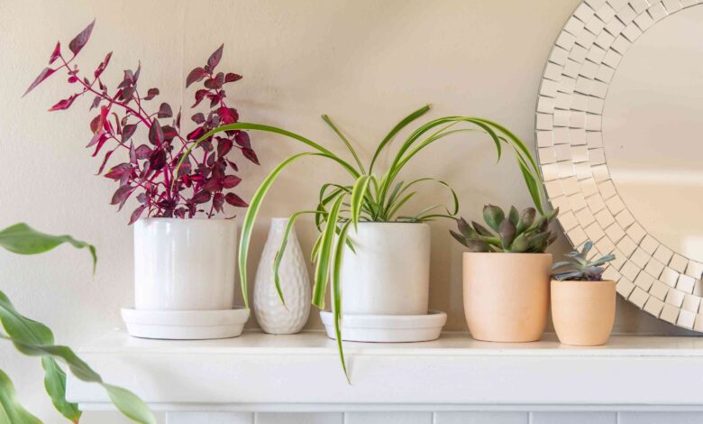 5 Tanaman Vas Minimalis yang Bikin Sudut Rumah Kecil Terlihat Lebih Mewah