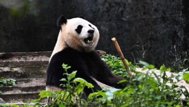 Rio Tumbuh Sehat di Tengah Misi Konservasi Panda yang Sangat Ketat