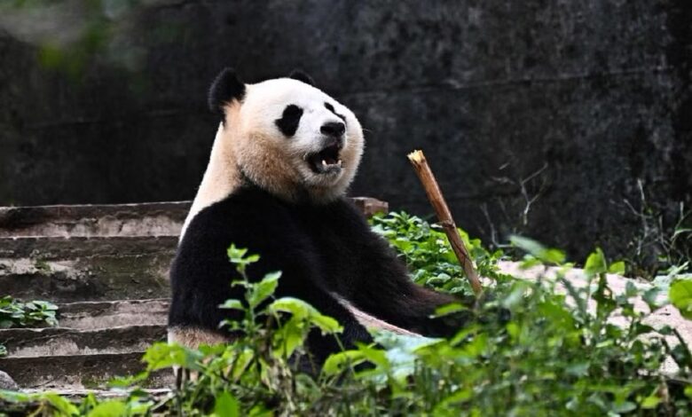 Rio Tumbuh Sehat di Tengah Misi Konservasi Panda yang Sangat Ketat
