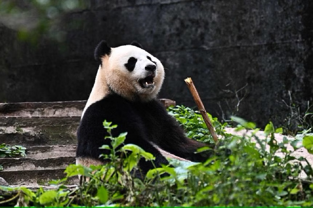 Rio Tumbuh Sehat di Tengah Misi Konservasi Panda yang Sangat Ketat