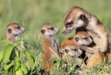 7 Hewan Ini Hampir Selalu Melahirkan Satu Anak, dan Ada Alasan Besarnya