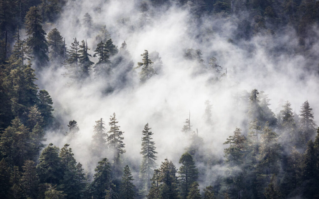 Redwood Amerika Menjulang Paling Tinggi di Dunia, Ternyata Sangat Bergantung pada Kabut