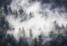 Redwood Amerika Menjulang Paling Tinggi di Dunia, Ternyata Sangat Bergantung pada Kabut