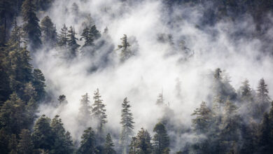 Redwood Amerika Menjulang Paling Tinggi di Dunia, Ternyata Sangat Bergantung pada Kabut
